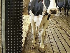 Dairy Scratchy, Kratzmatte und Wandschutz von Bioret Agri