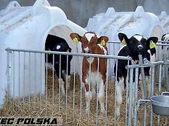 JFC Kälberhäus für 4 Kälber