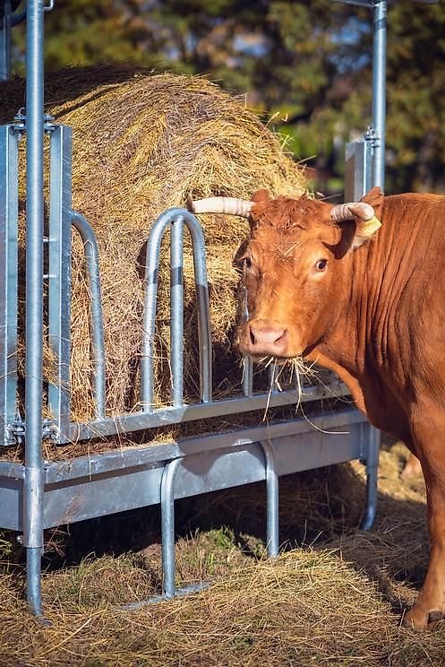 Top-Agro Weide für Vieh und Pferde ab 8 bis 16 Stellen M4 verzinkt RFR-P