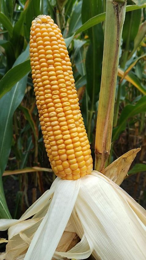 Wopa Wopa Wopa Klauenpflegestand mit Frontaustrieb L+R Satz Knickhecken Hilfsachse zum Rangieren im Stall Voderfussstützen mit Handwine Artikel Nr Wopa SA0022