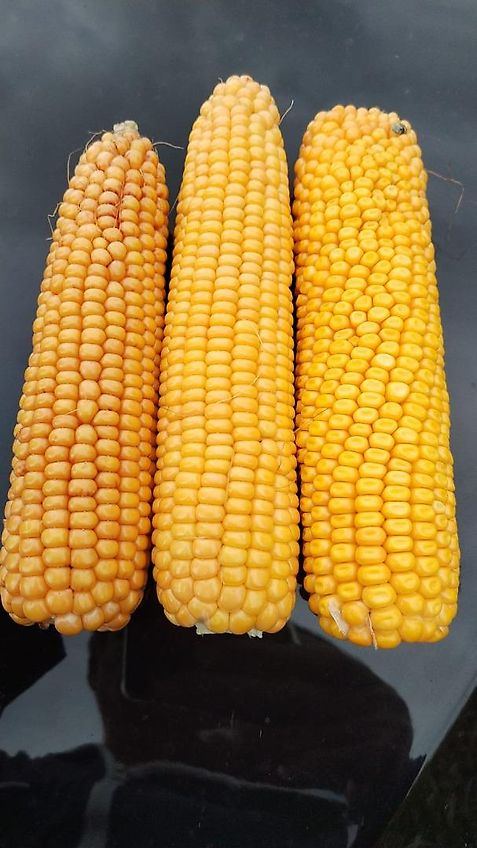 Wopa Wopa Wopa Klauenpflegestand mit Frontaustrieb L+R Satz Knickhecken Hilfsachse zum Rangieren im Stall Voderfussstützen mit Handwine Artikel Nr Wopa SA0022