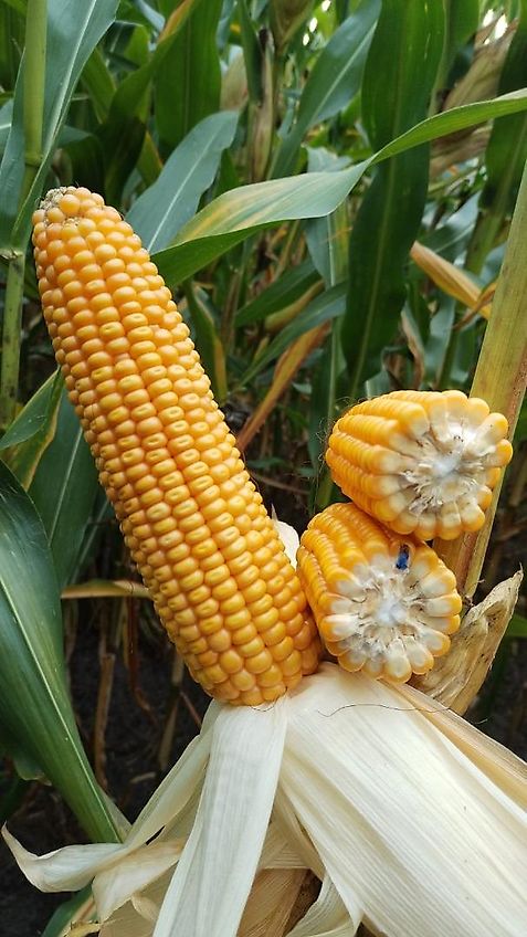 Wopa Wopa Wopa Klauenpflegestand mit Frontaustrieb L+R Satz Knickhecken Hilfsachse zum Rangieren im Stall Voderfussstützen mit Handwine Artikel Nr Wopa SA0022