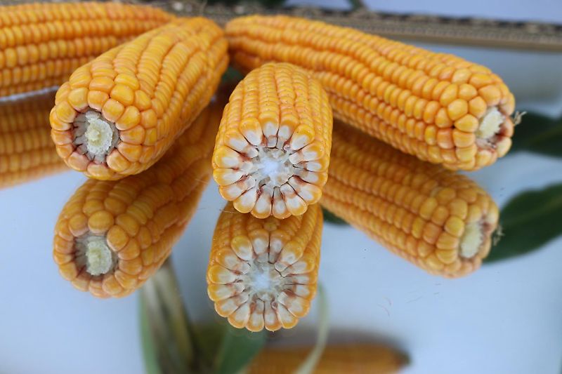 Wopa Wopa Wopa Klauenpflegestand mit Frontaustrieb L+R Satz Knickhecken Hilfsachse zum Rangieren im Stall Voderfussstützen mit Handwine Artikel Nr Wopa SA0022